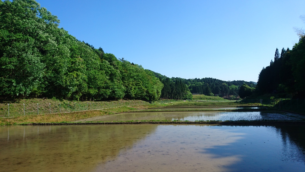 春の田園風景