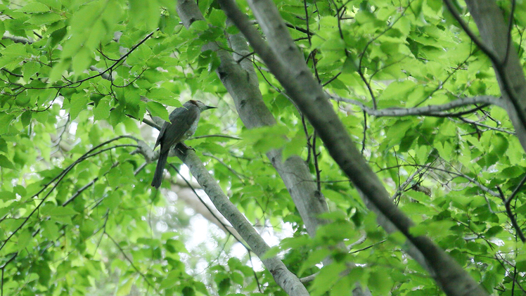 【鬼怒川の大自然】自然と鳥