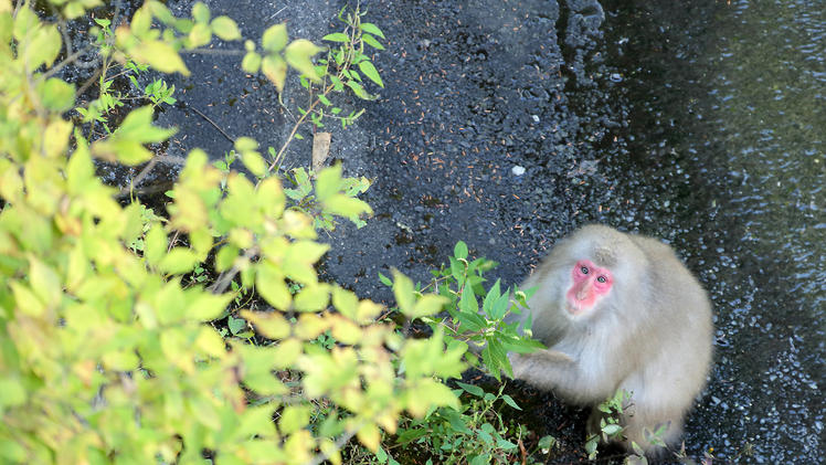 【鬼怒川の大自然】自然と御猿
