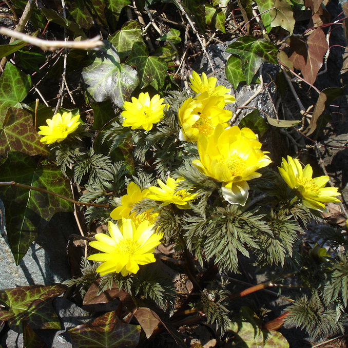 3月の福寿草