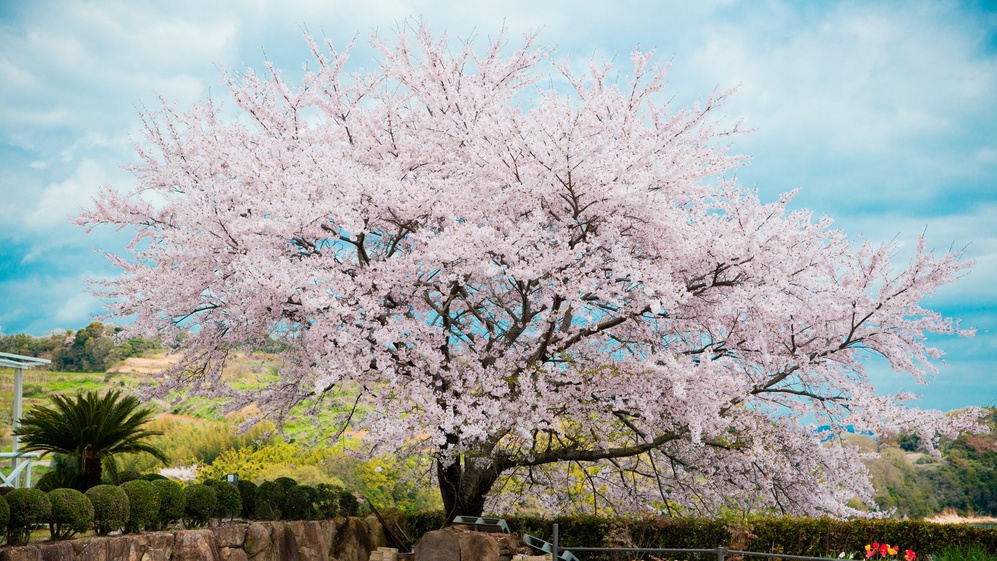 *桜吹雪の舞う駐車場。春の空気を感じる場所です。