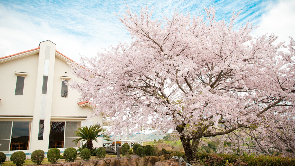 *【外観】駐車場にある桜の木