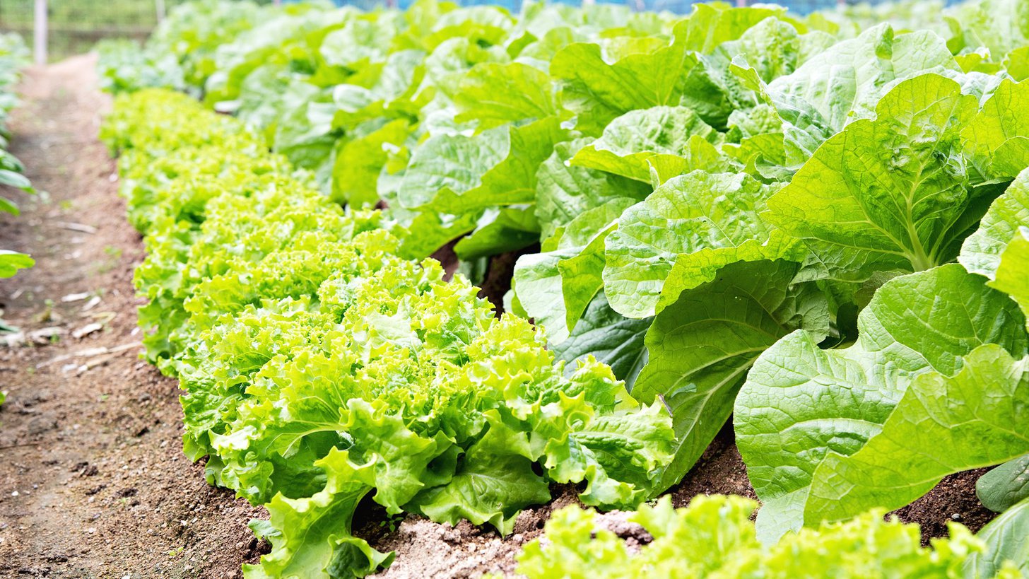 *【自家菜園】料理の野菜や果物など、ほとんどが自家菜園となっております。