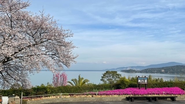 満開の桜と瀬戸内海の景色