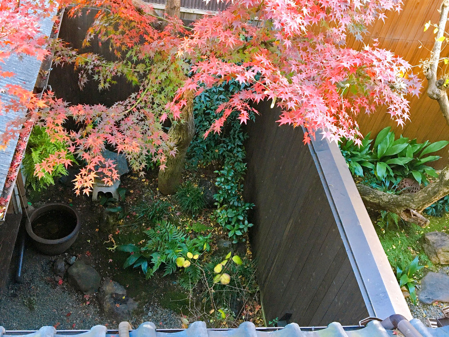 窓から大きな紅葉が見える和室