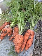 とれたて人参♪