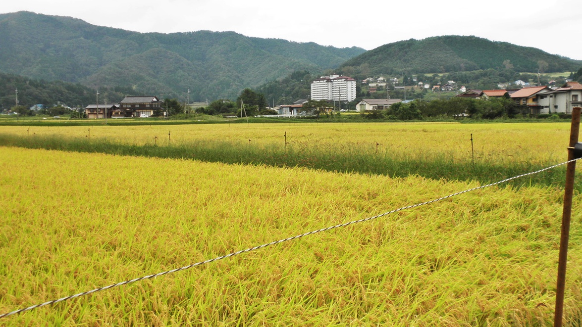 *【施設周辺】目の前で自家製のお米も育てています！