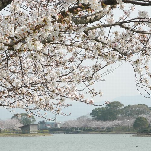 【駕与丁公園】桜