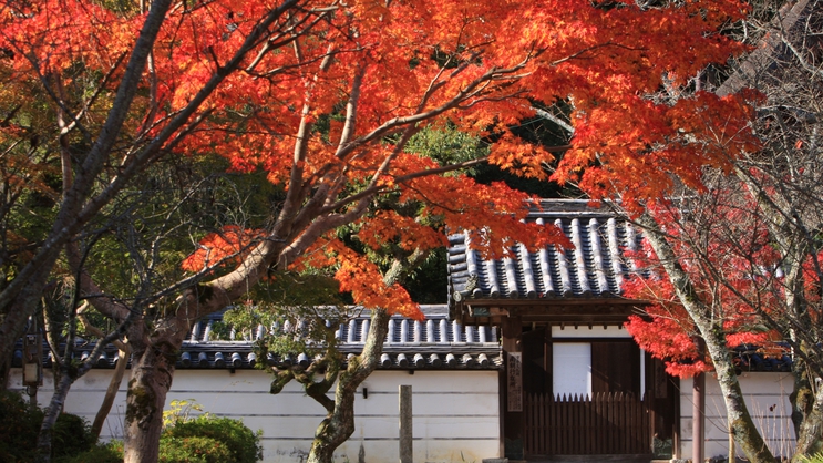 天野山金剛寺紅葉