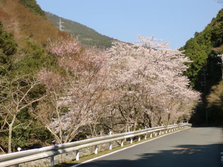 仁科川の桜