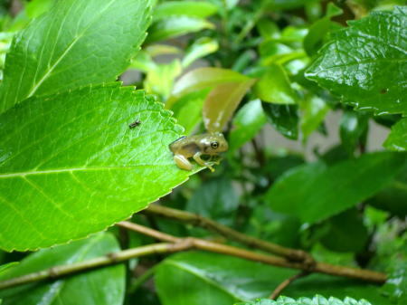 モリアオガエルの赤ちゃん