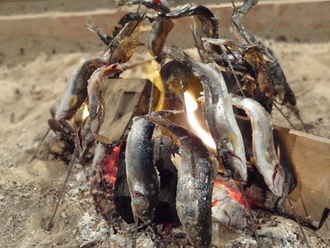 囲炉裏であゆの塩焼き
