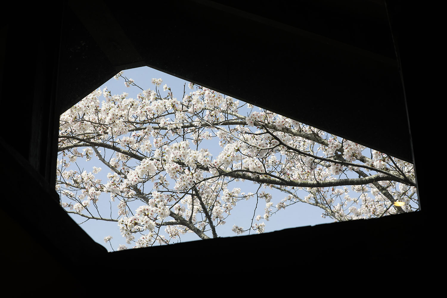 古民家離れの宿（明治）から見る桜