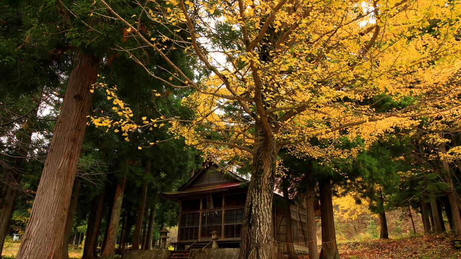 #近くの神社の紅葉も見事です