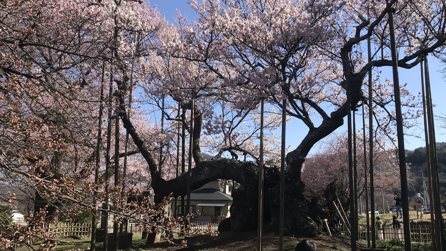 樹齢2000年山高神代桜