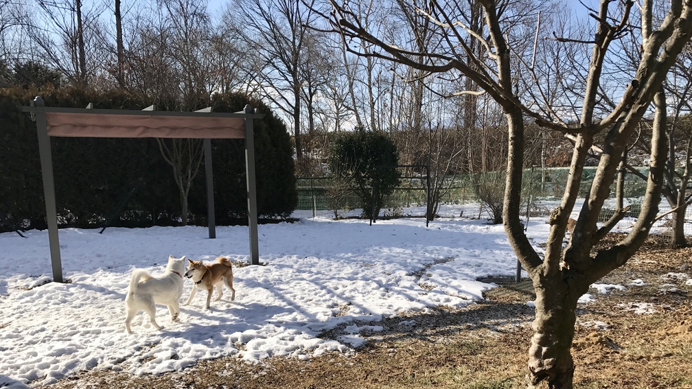 雪上で戯れ〜