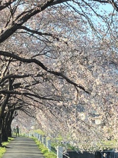 岡谷横川の桜