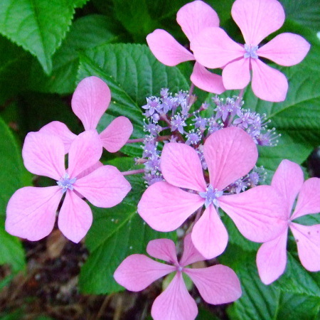 館内純和風の日本庭園では可憐なお花がひっそりと咲いています