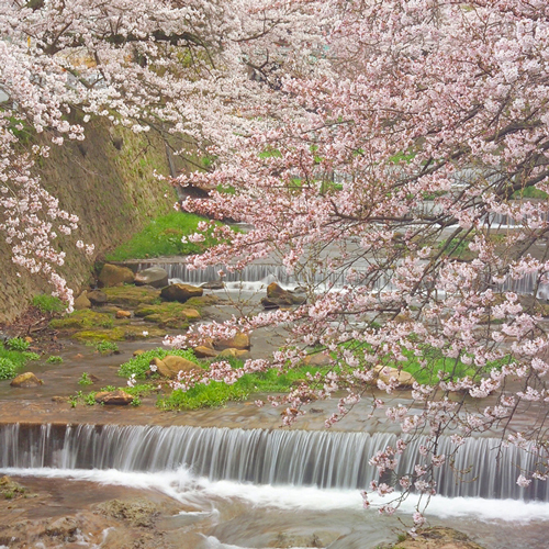 【有馬川周辺の桜並木】当坊より徒歩8分。見ごろは4月上旬。約500本のソメイヨシノがお迎えします。