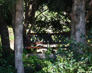 シンボルツリーの木立の中のベンチ