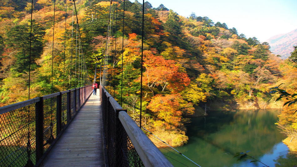 紅葉（回顧の吊り橋）