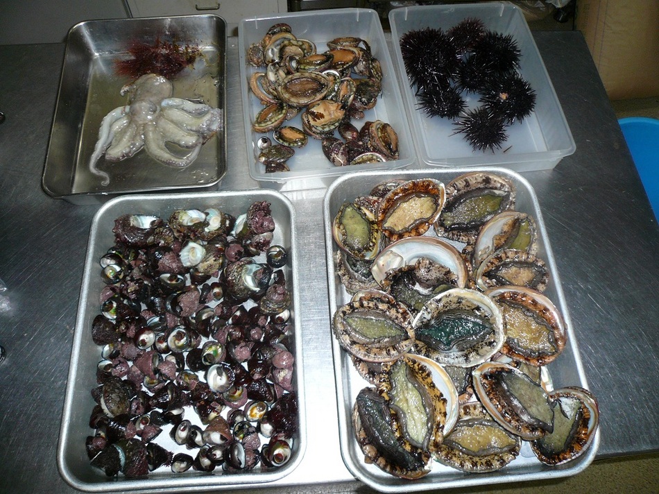 新鮮な貝類