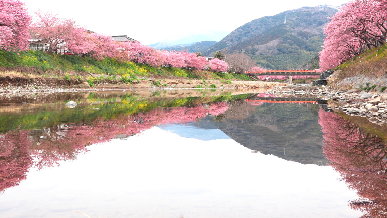 河津桜まつり(2月上旬から2月末)