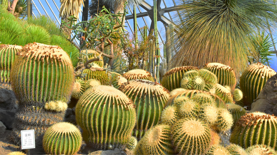 伊豆シャボテン公園