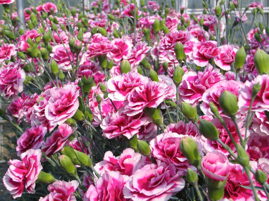 河津カーネーション見本園