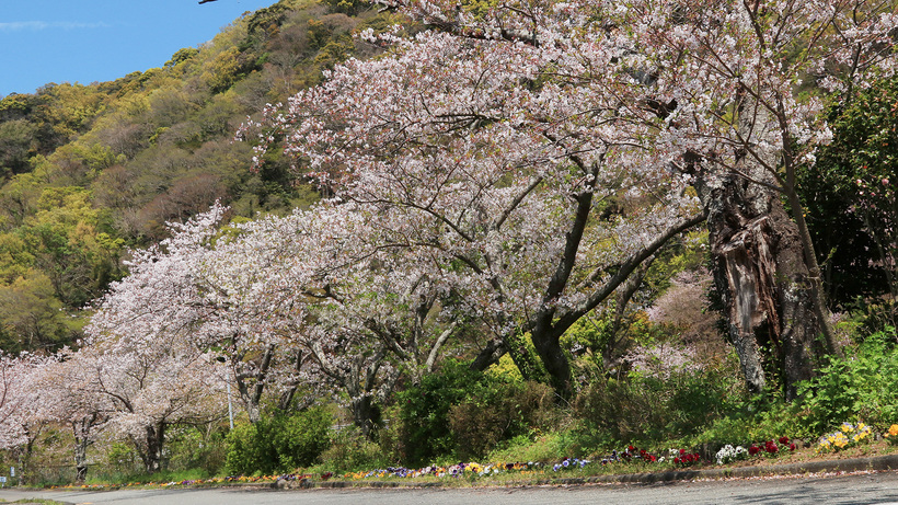 戸田の桜