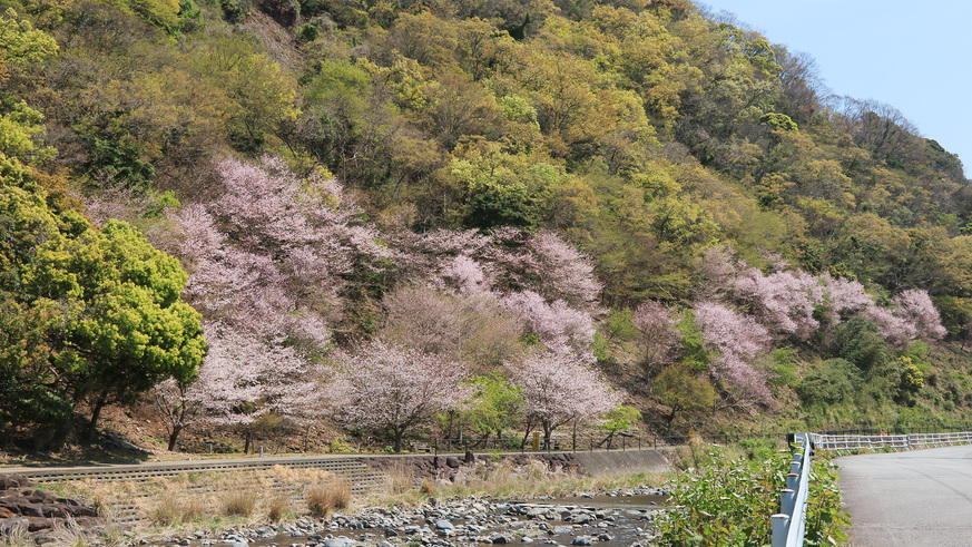 戸田の桜