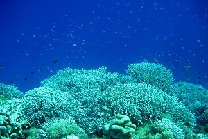 待っているのはパラダイス。