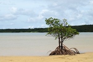 強くたくましい島の大地を感じて下さい。