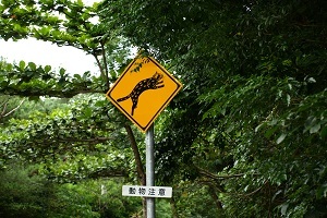 イリオモテヤマネコにはなかなか会えないけど