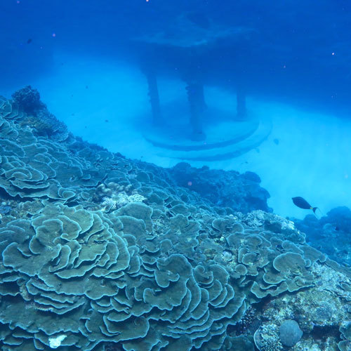 風向きにより北側がダメな場合は、南側。ダイビングにはぴったりの地理的条件！