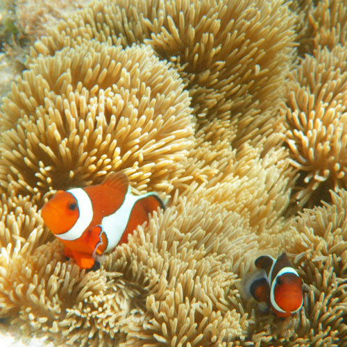 日本で見られるクマノミ６種類のうち、５種類を見られるスポットがあるのも与論島の魅力♪