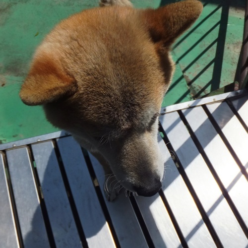 ゴキゲンそらちゃん