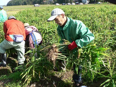 日光生姜の収穫