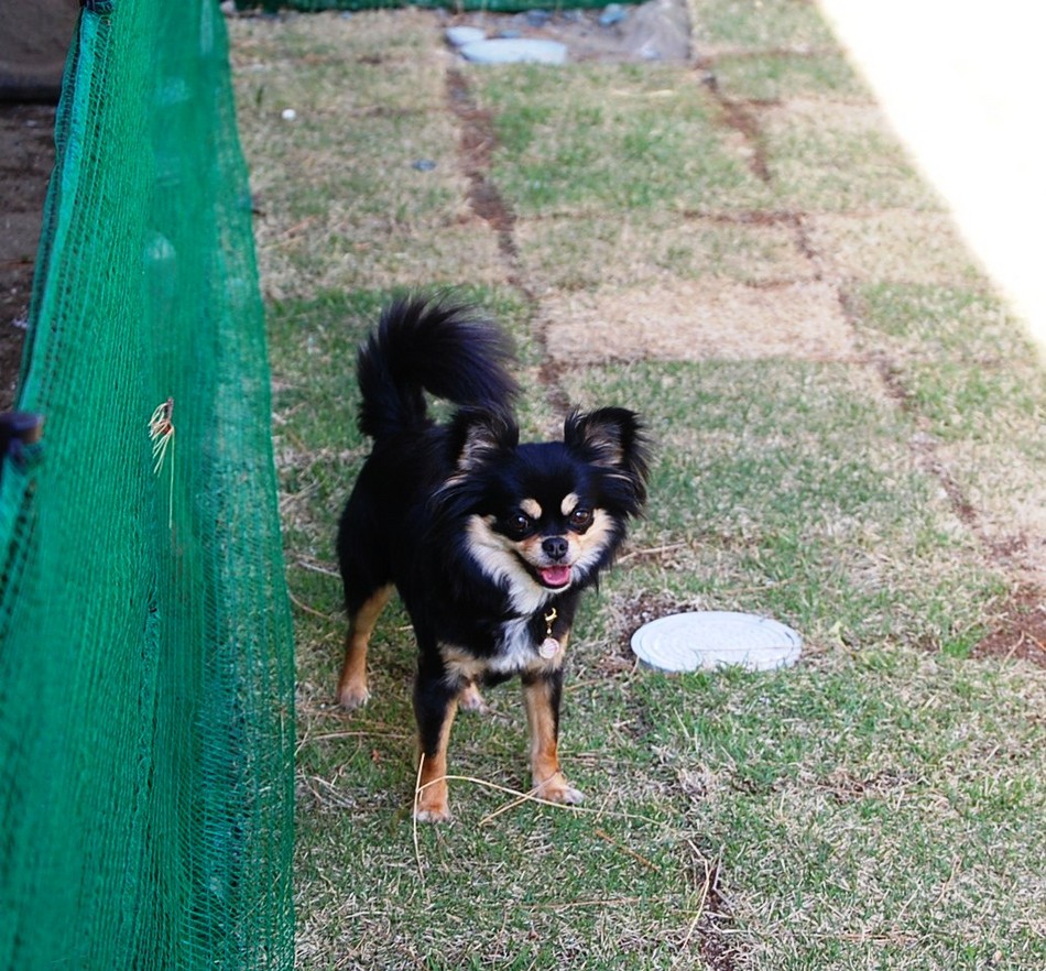 ログハウス愛犬かしま 写真2