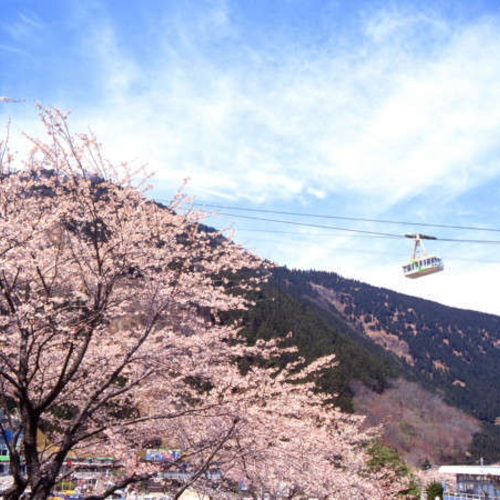 【周辺情報/レジャー】近鉄別府ロープウェイ