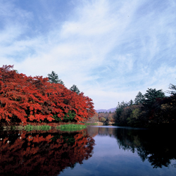 当館より車20分 旧軽井沢雲場池水面に映し出される景色がとても綺麗なオススメスポット。