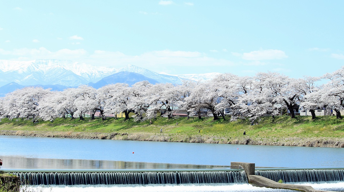 *【白石川堤一目千本桜】1200本の桜のトンネルがお出迎え♪