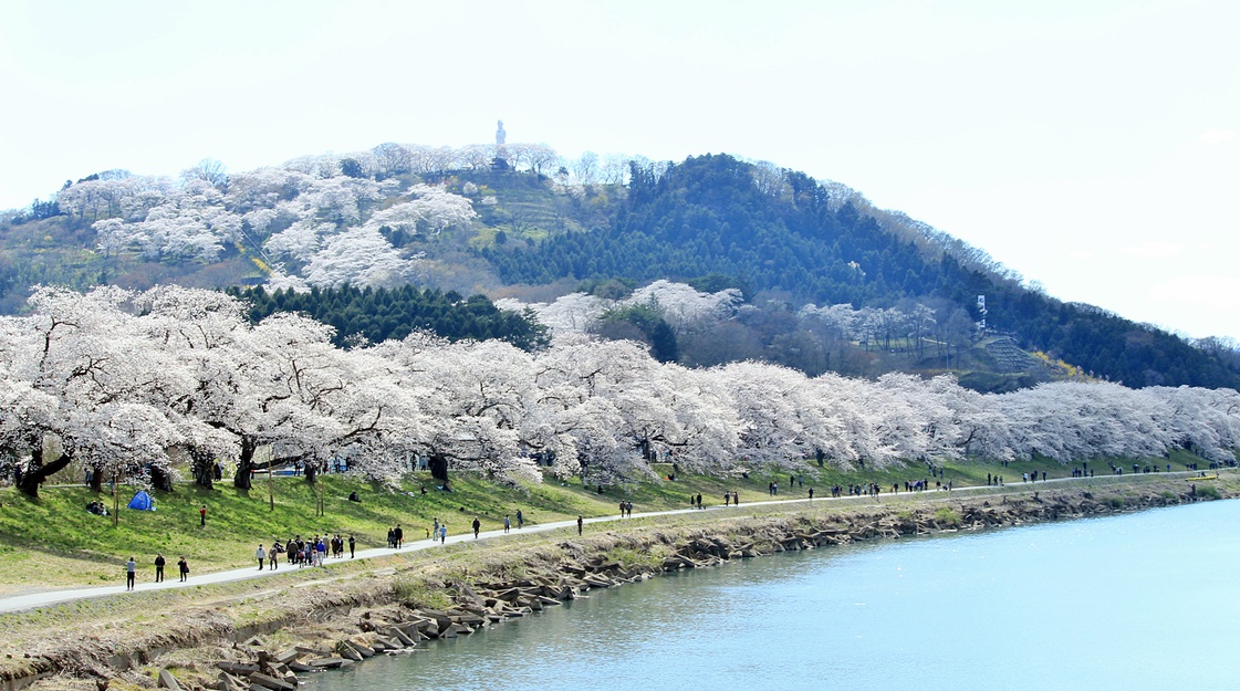 *【白石川堤一目千本桜】1200本の桜のトンネルがお出迎え♪