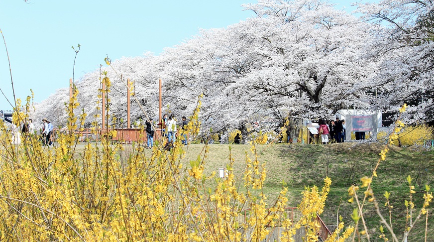 *【白石川堤一目千本桜】1200本の桜のトンネルがお出迎え♪