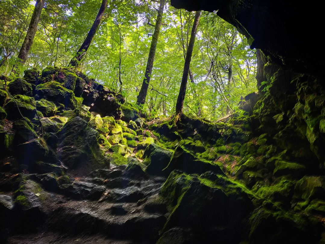 竜宮洞穴から見た樹海の風景