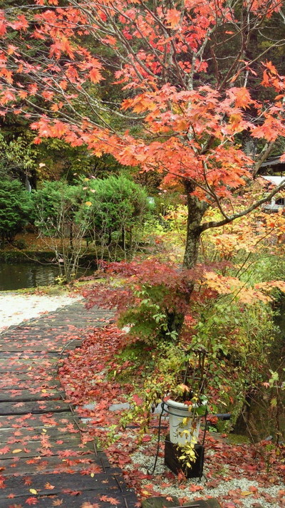 秋の庭