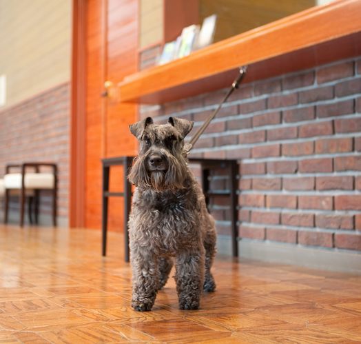 フロントにはケージをつなぐフックもあります。