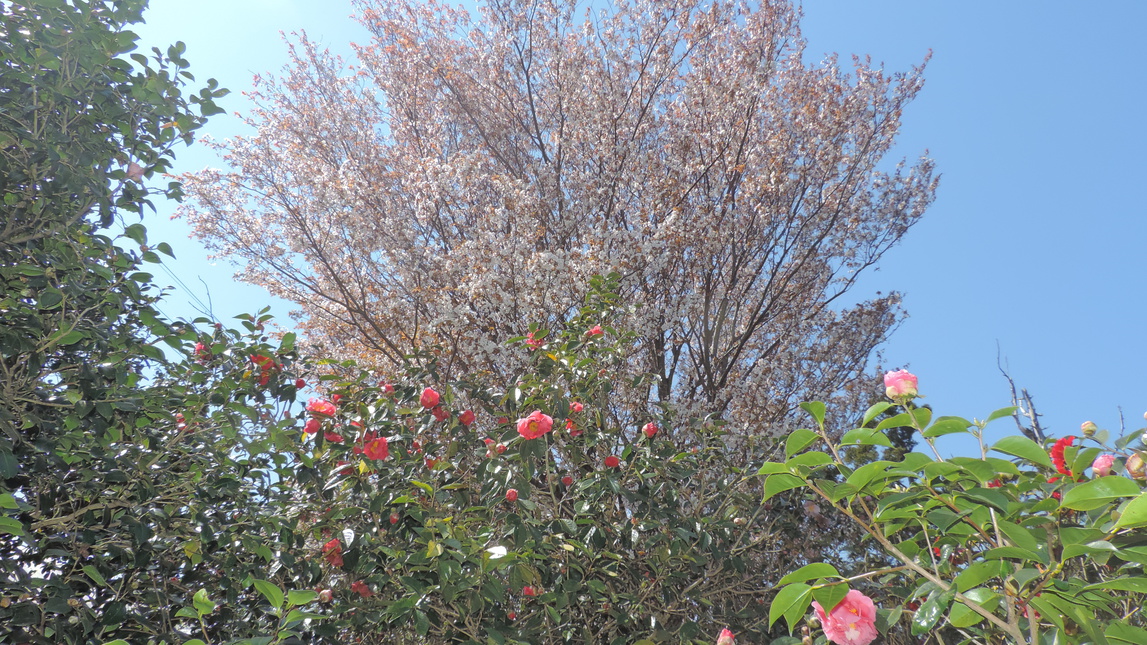 大きな山桜と第２椿園
