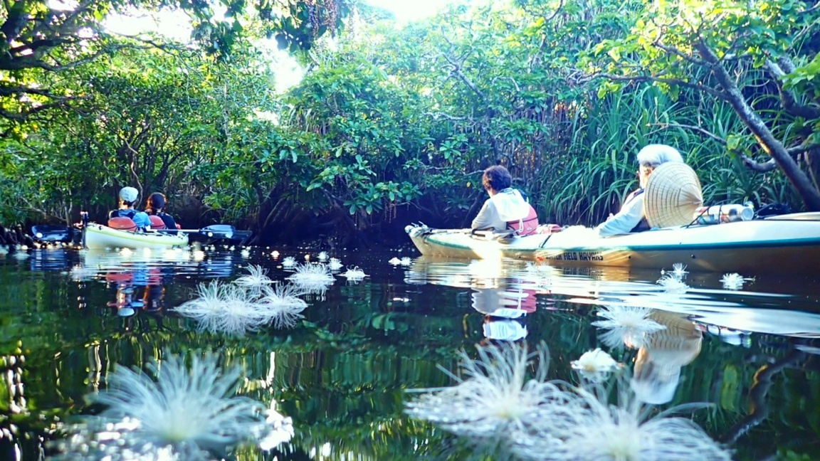 *サガリバナ鑑賞：毎年6月中旬〜7月中旬ごろまでの約1か月のみ見ることができる「幻の花」