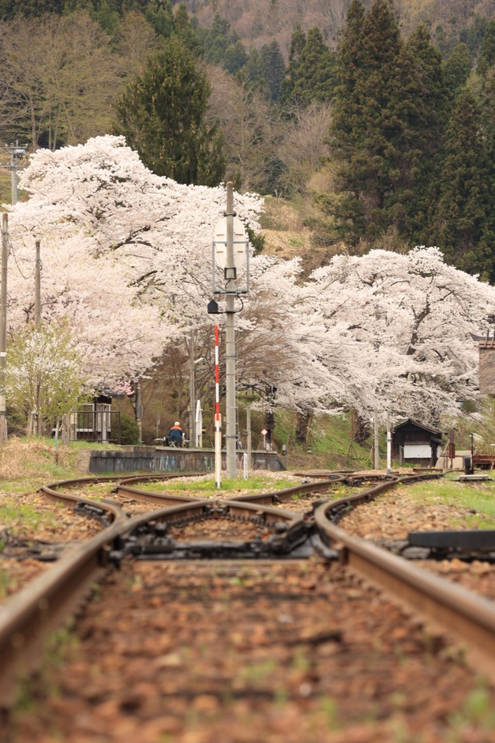 駅桜